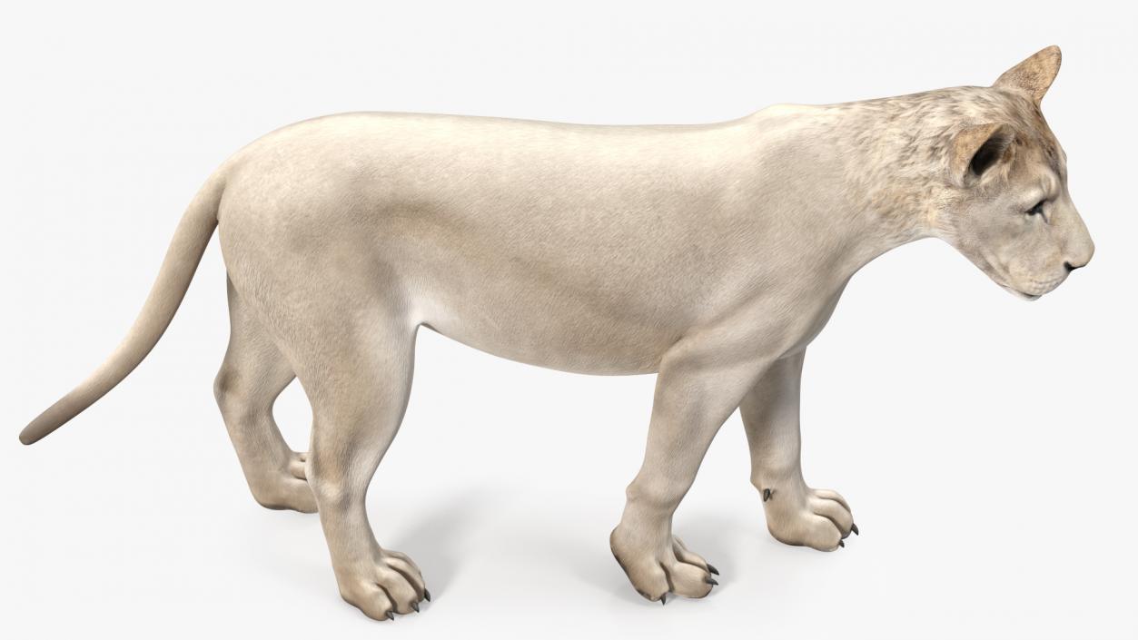 African Animals Collection 11 3D model