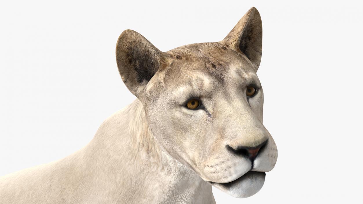 African Animals Collection 11 3D model