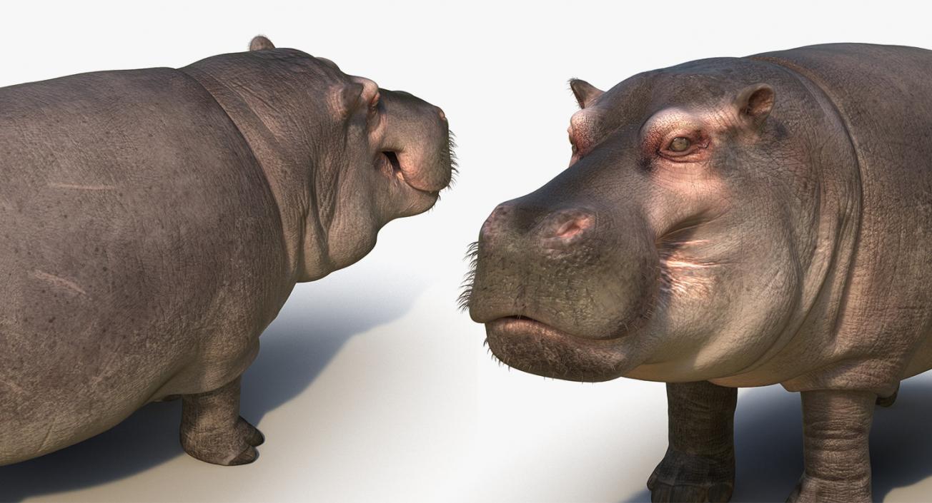 African Animals Collection 11 3D model