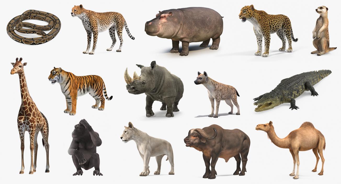 African Animals Collection 11 3D model