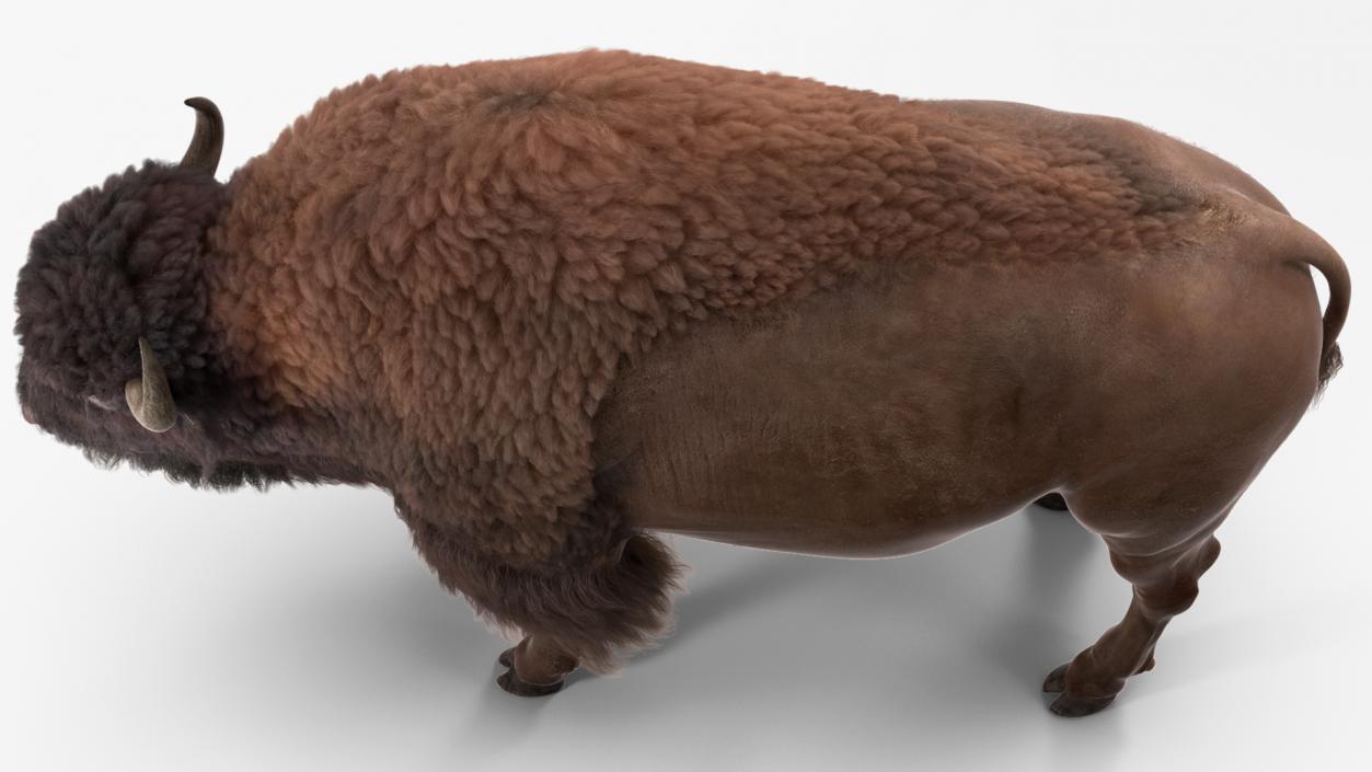 North American Bison with Fur 3D model