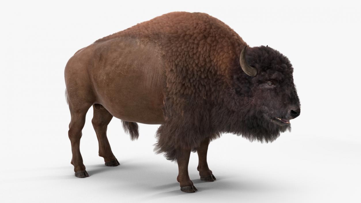 North American Bison with Fur 3D model