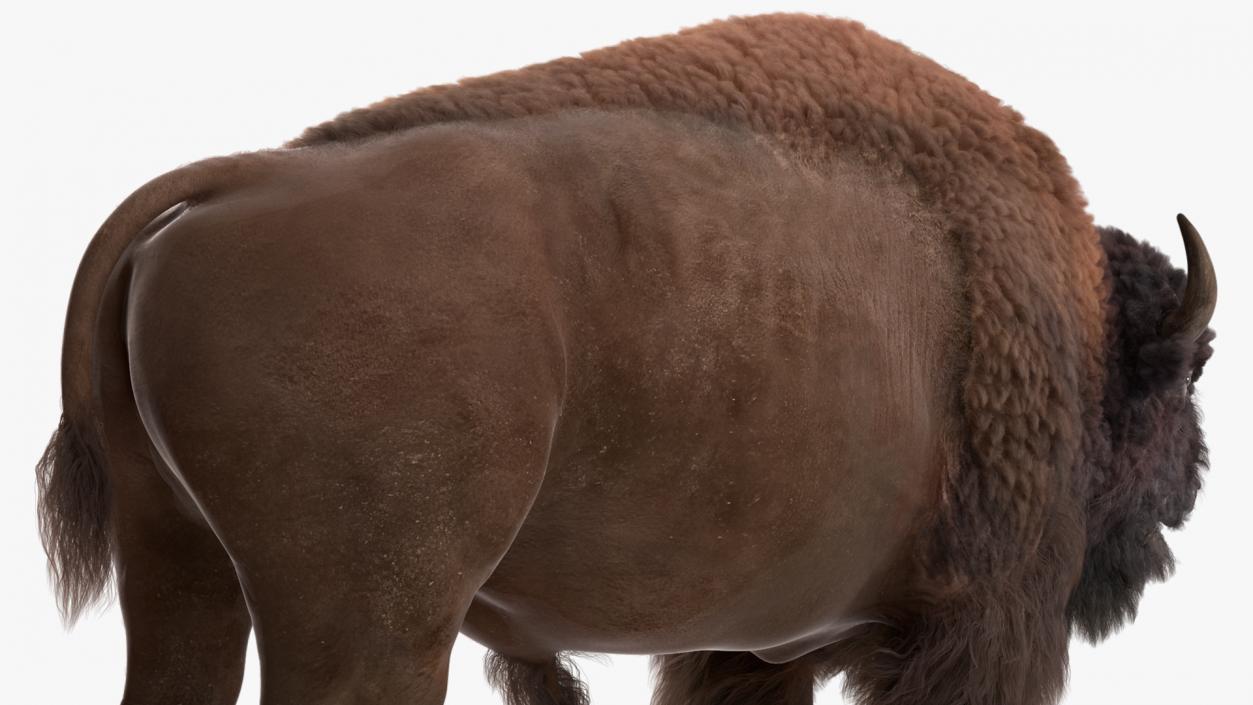 North American Bison with Fur 3D model