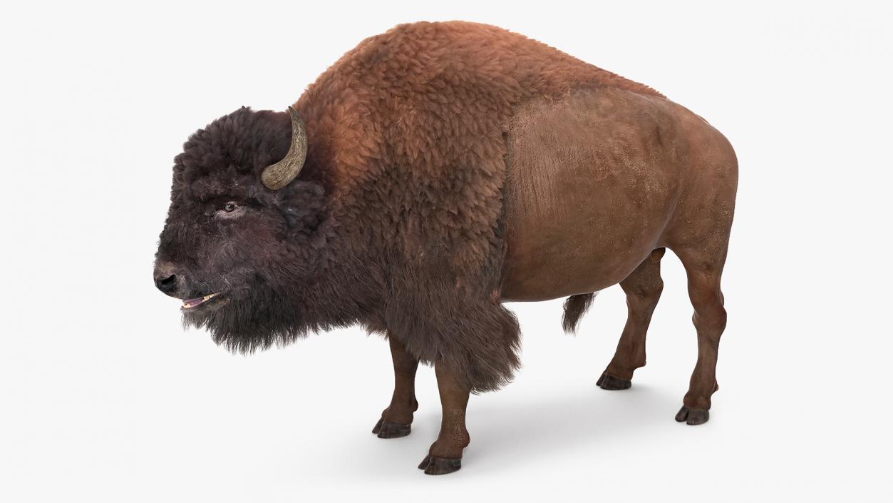 North American Bison with Fur 3D model