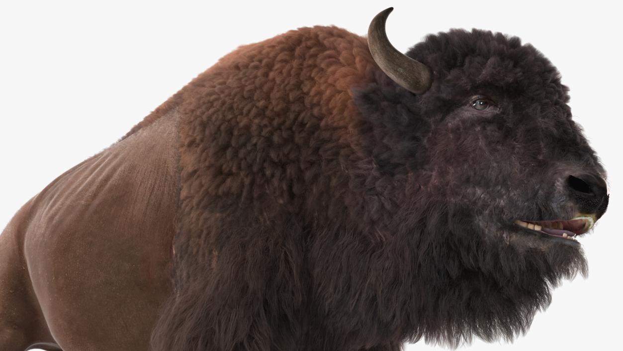 North American Bison with Fur 3D model