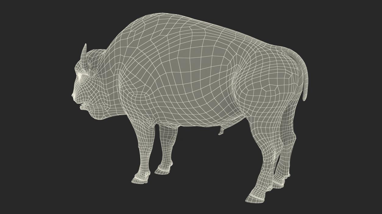 North American Bison with Fur 3D model