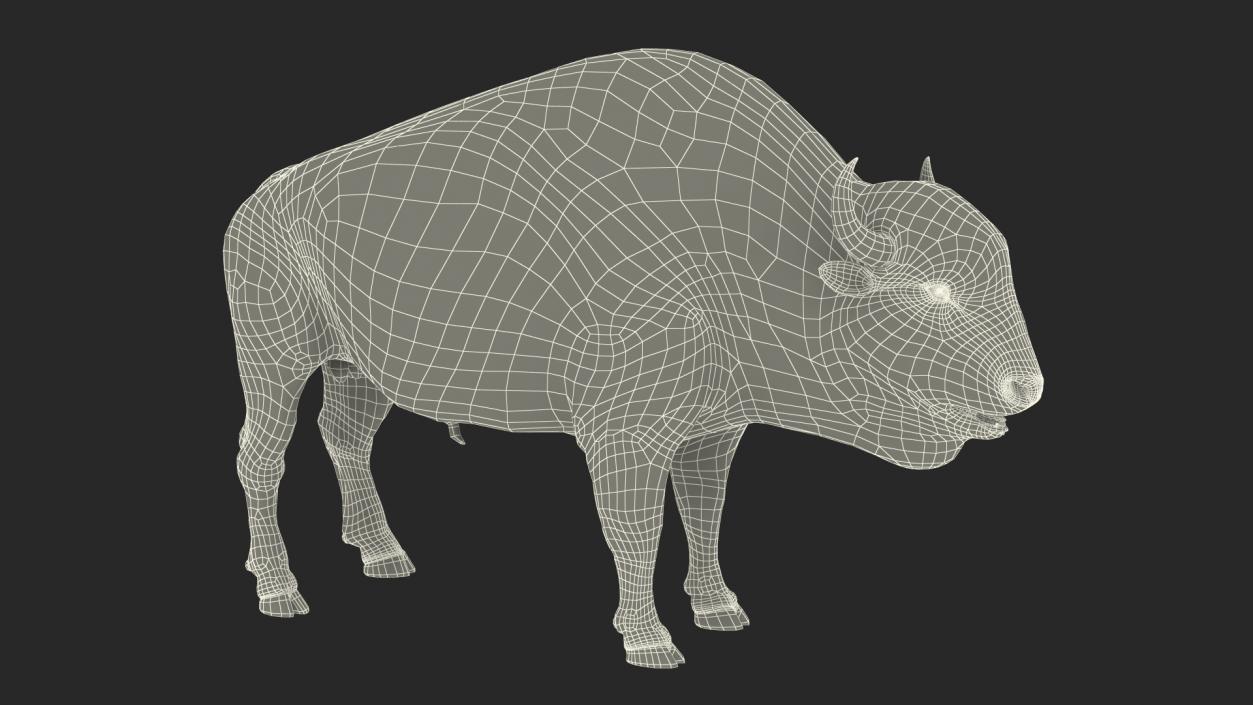 North American Bison with Fur 3D model