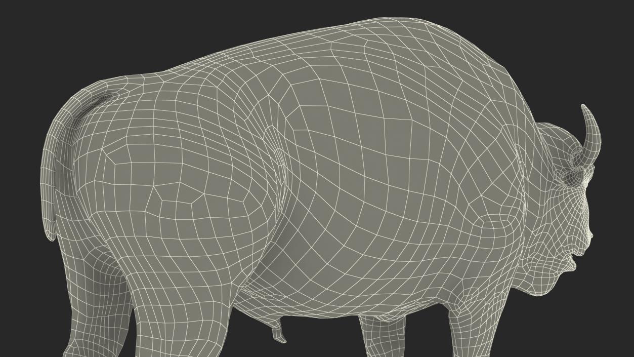 North American Bison with Fur 3D model