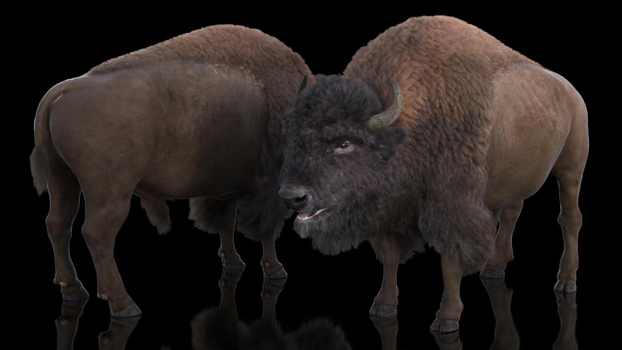 North American Bison with Fur 3D model