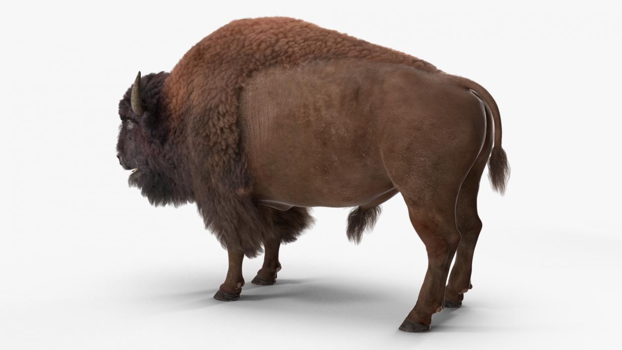 North American Bison with Fur 3D model