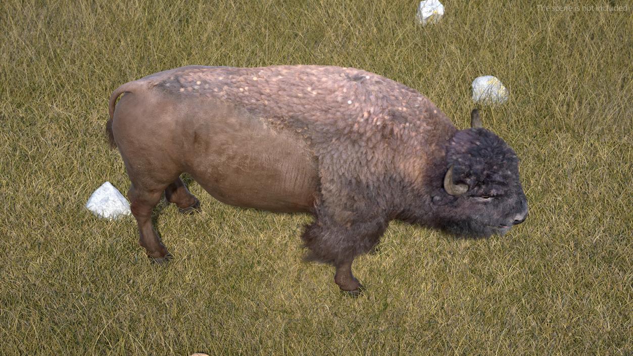 North American Bison with Fur 3D model