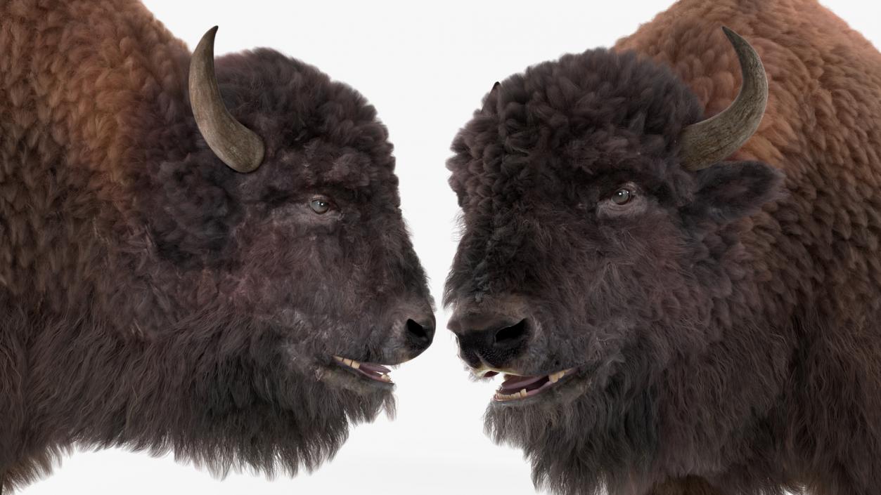 North American Bison with Fur 3D model