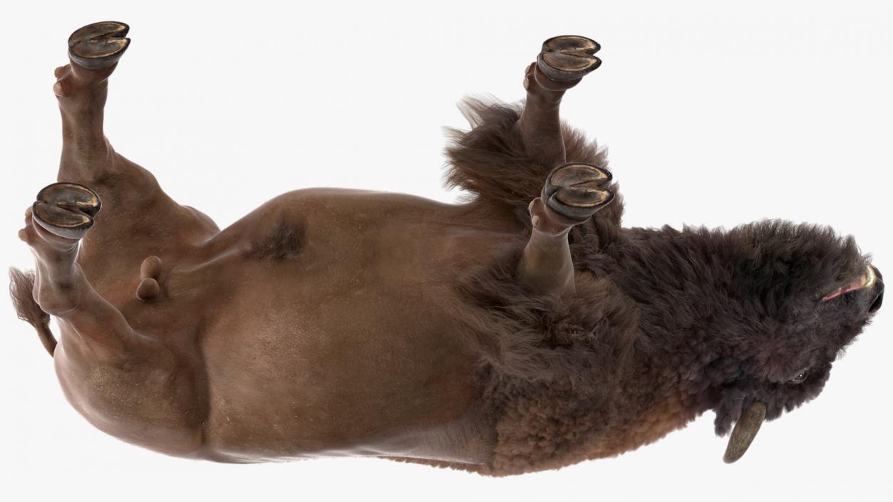 North American Bison with Fur 3D model