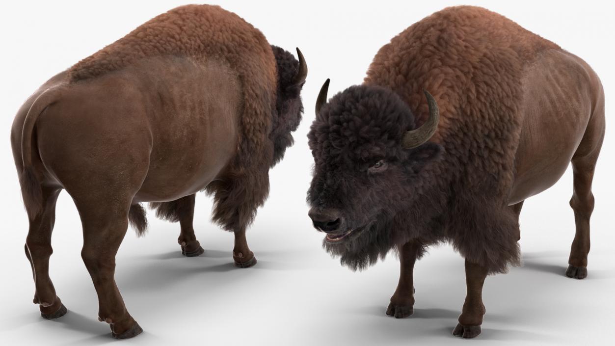 North American Bison with Fur 3D model