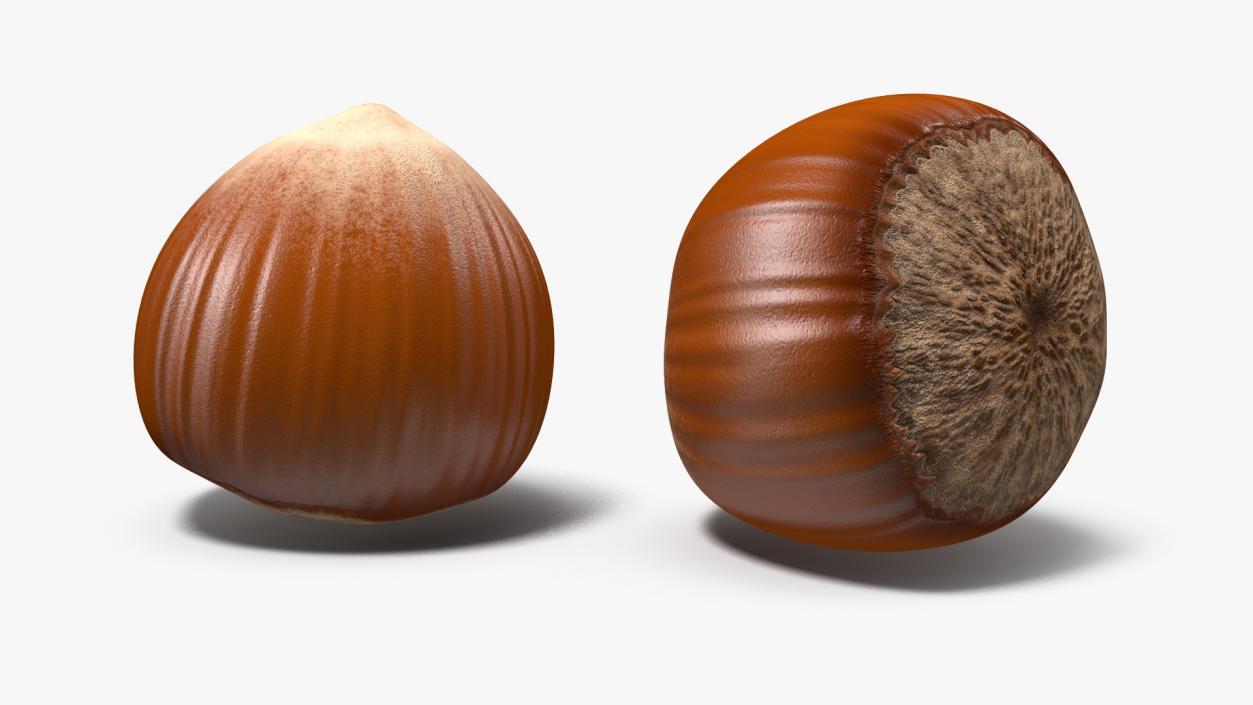 Whole Hazelnut 3D model