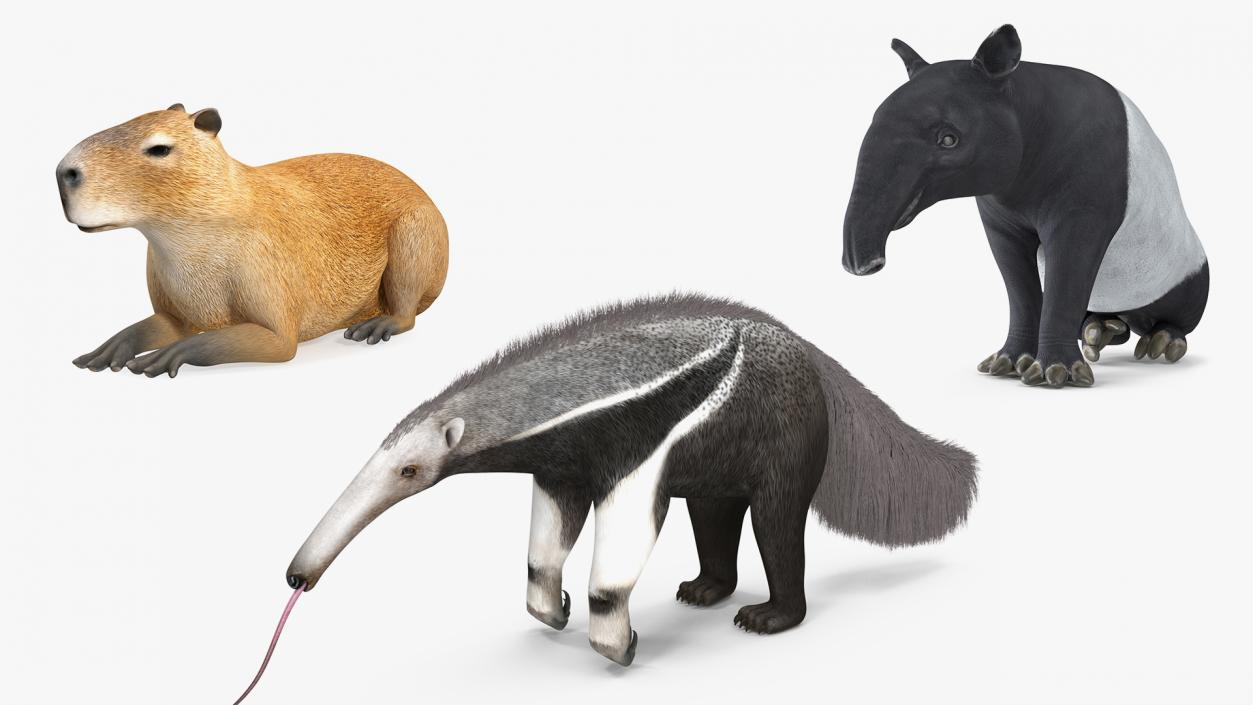 South America Mammals Collection 3D