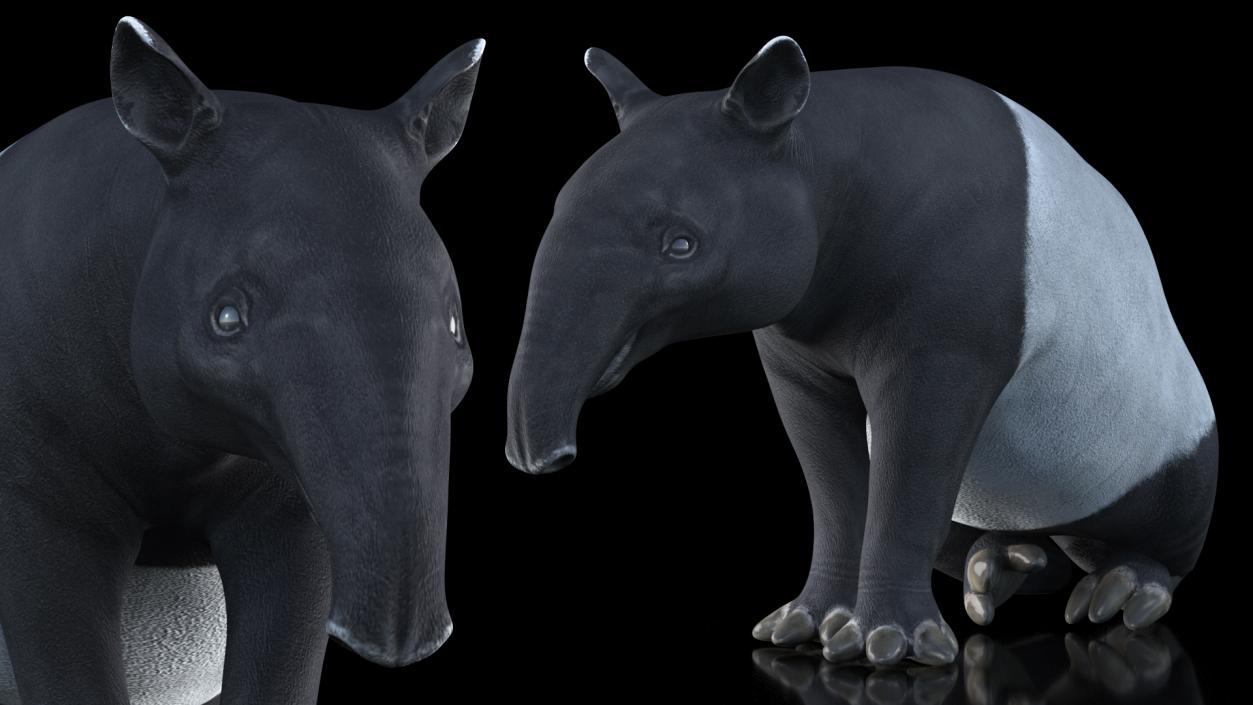 South America Mammals Collection 3D