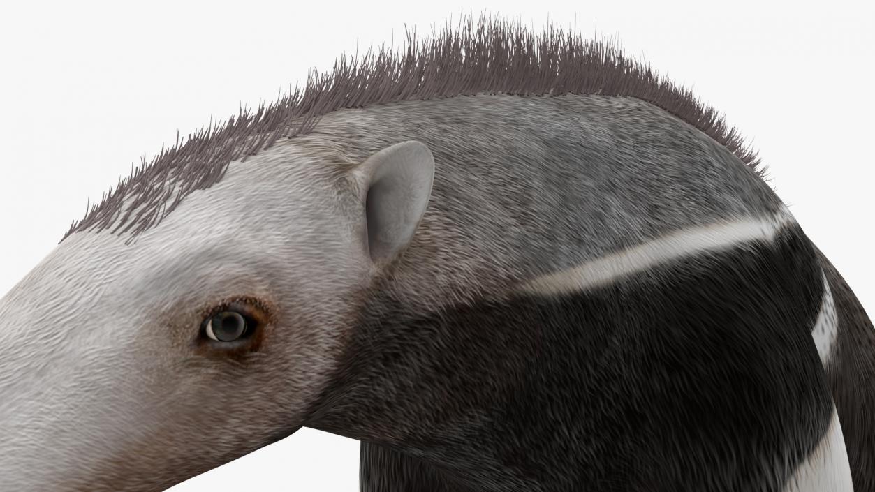 South America Mammals Collection 3D