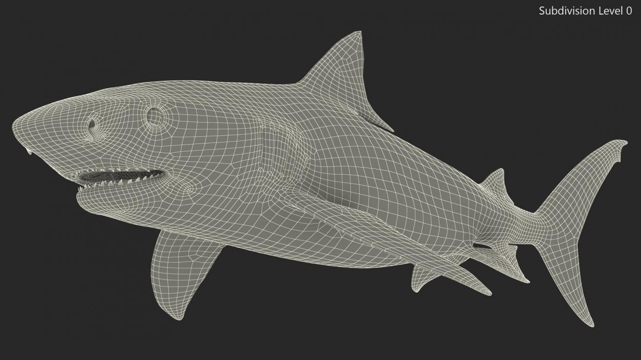 3D Tiger Shark 2 model