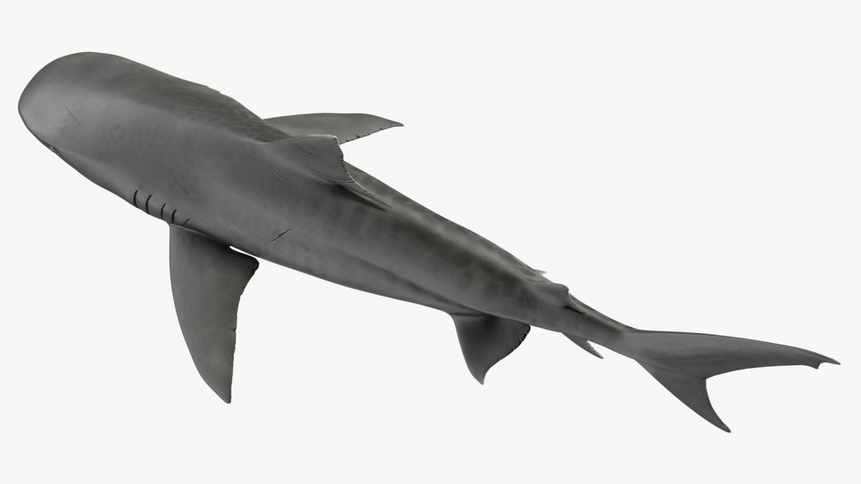 3D Tiger Shark 2 model