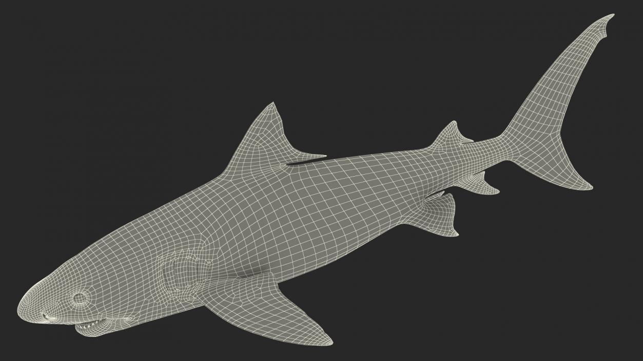 3D Tiger Shark 2 model