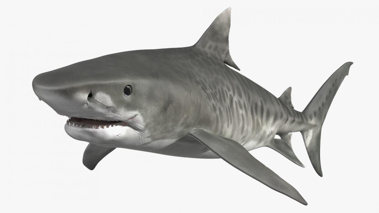 3D Tiger Shark 2 model