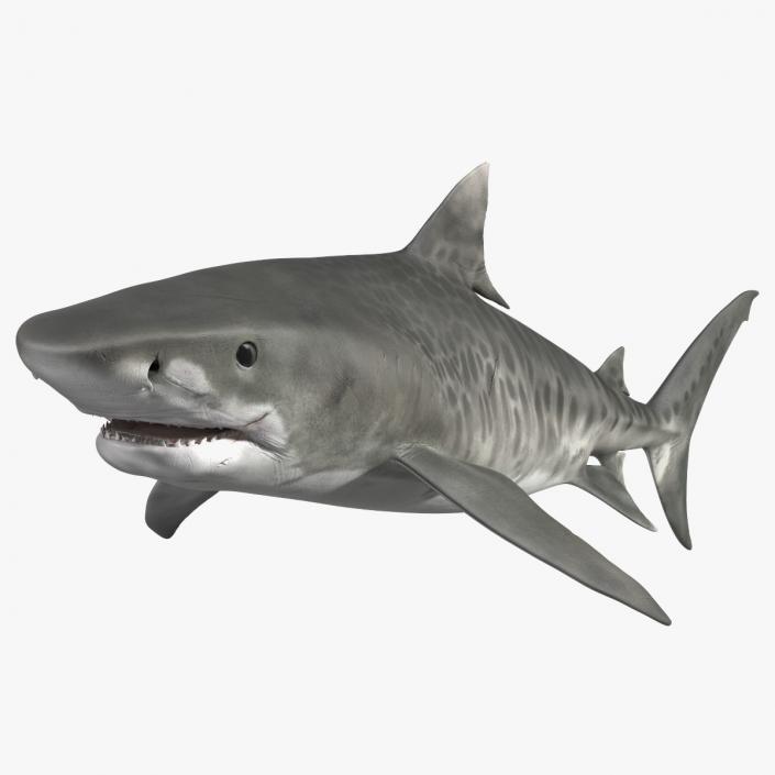 3D Tiger Shark 2 model