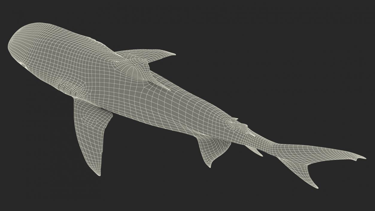 3D Tiger Shark 2 model