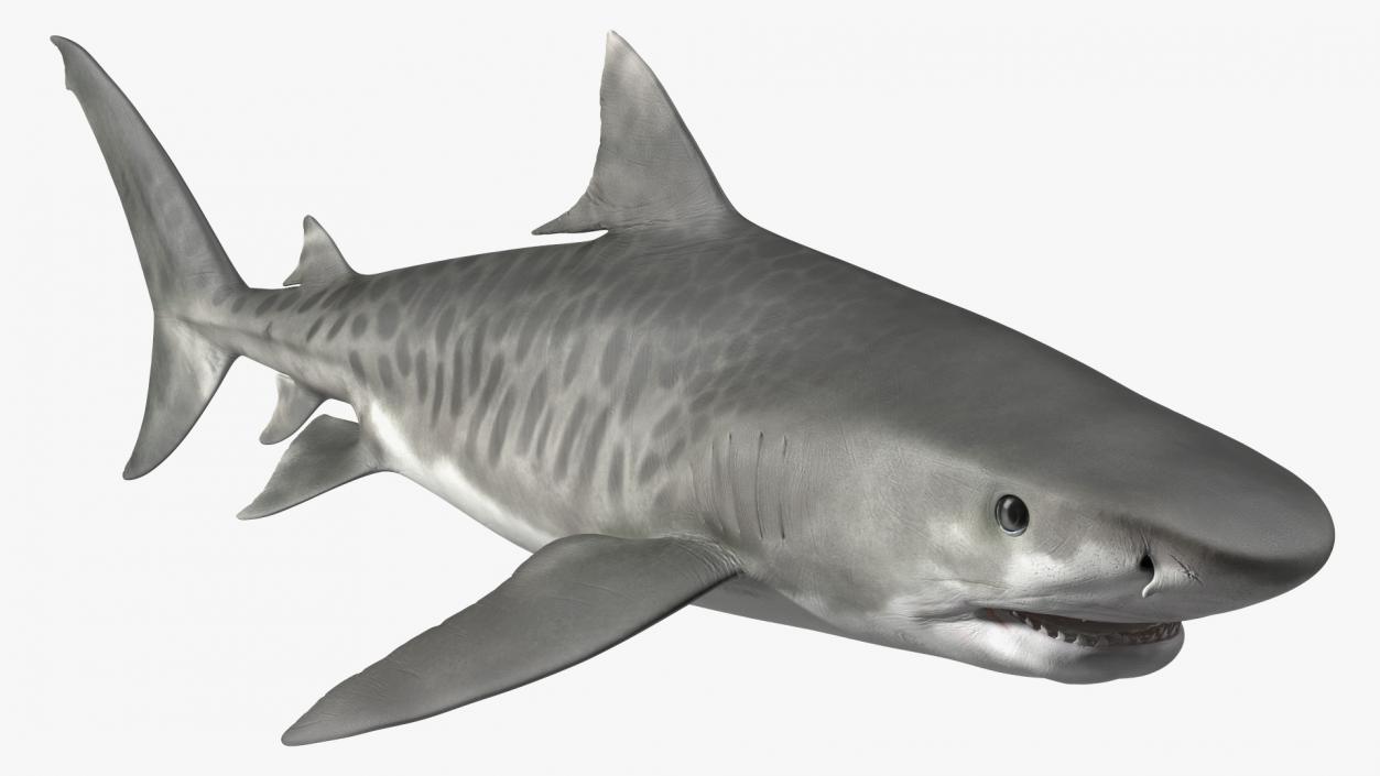 3D Tiger Shark 2 model