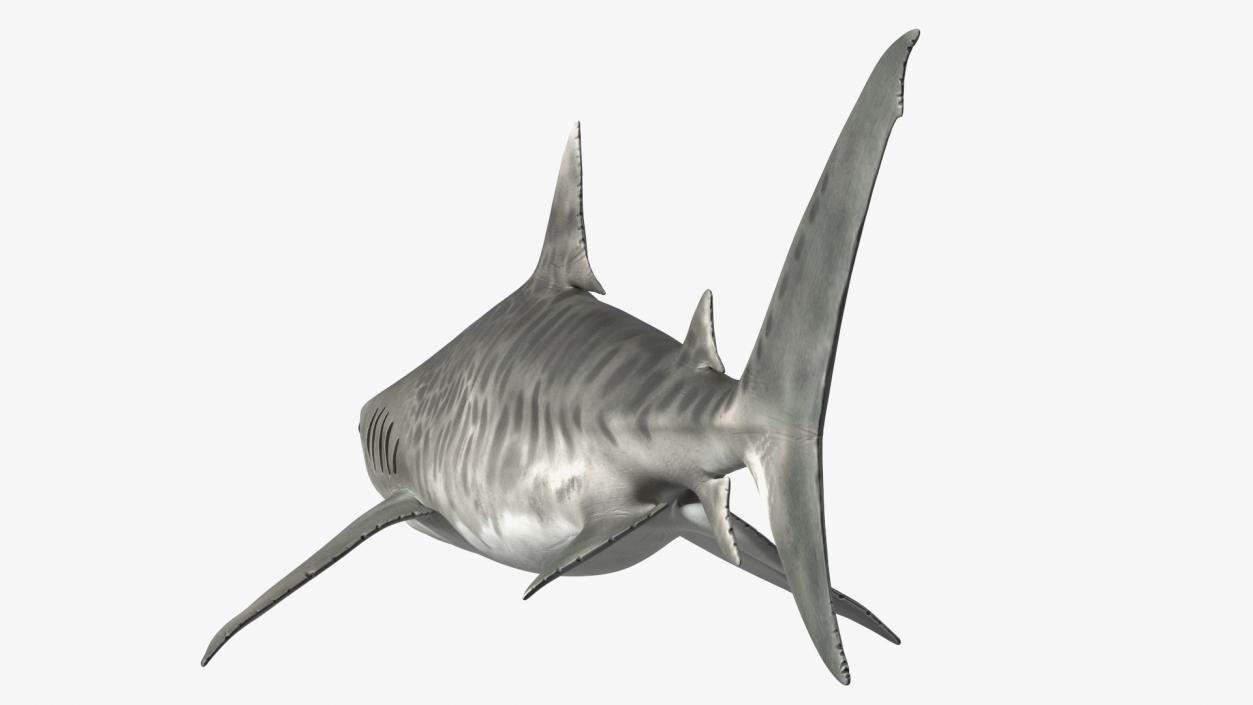 3D Tiger Shark 2 model