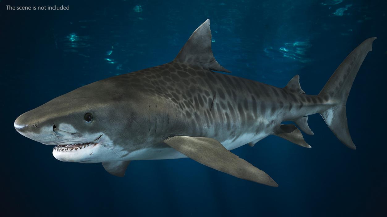 3D Tiger Shark 2 model