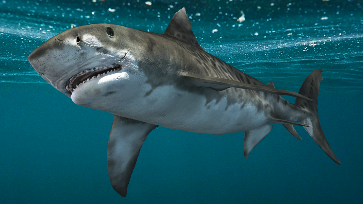 3D Tiger Shark 2 model