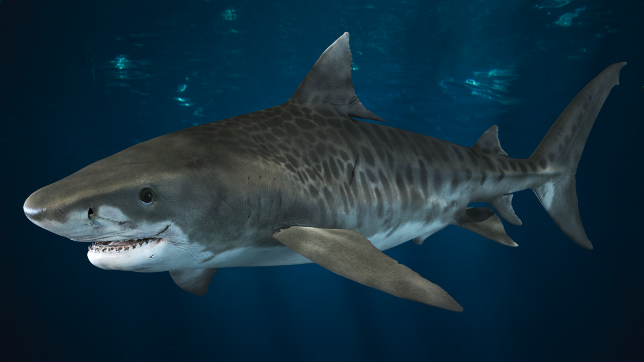 3D Tiger Shark 2 model