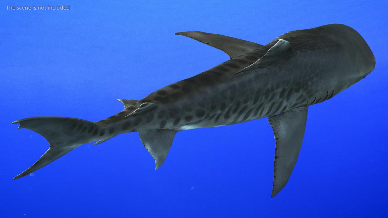 3D Tiger Shark 2 model