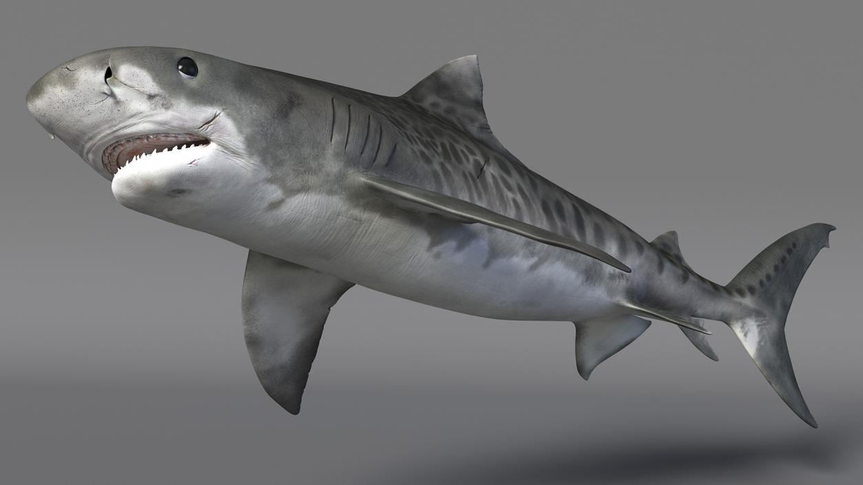 3D Tiger Shark 2 model