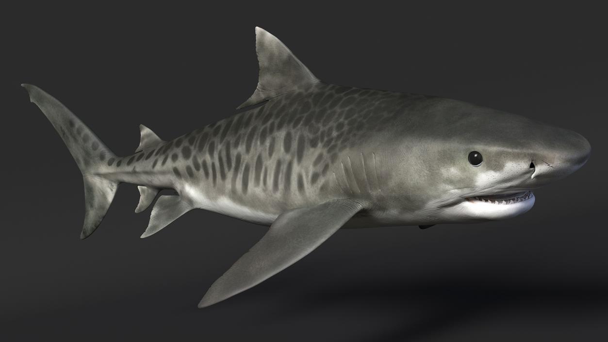 3D Tiger Shark 2 model