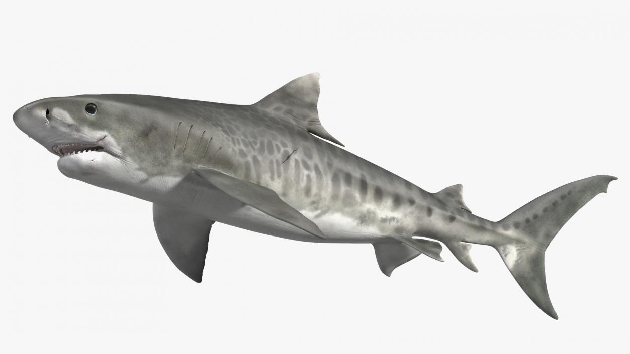 3D Tiger Shark 2 model