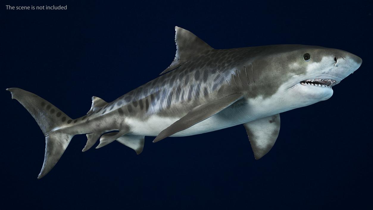 3D Tiger Shark 2 model