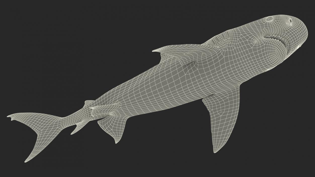 3D Tiger Shark 2 model