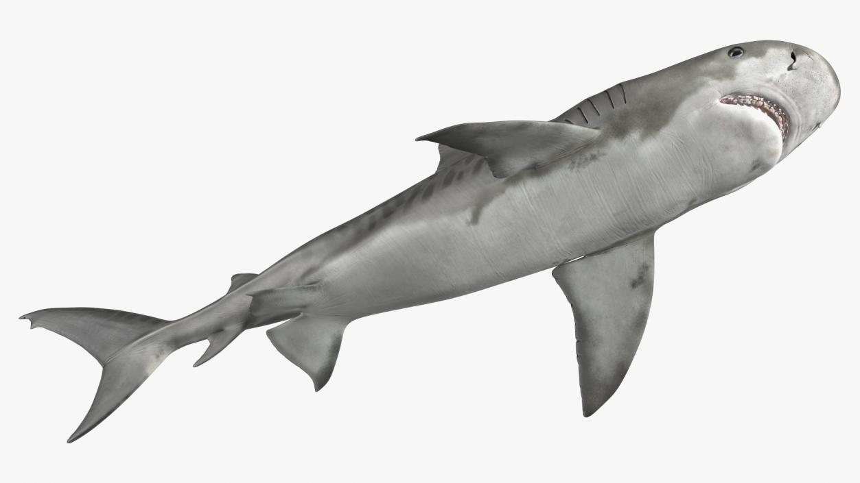 3D Tiger Shark 2 model