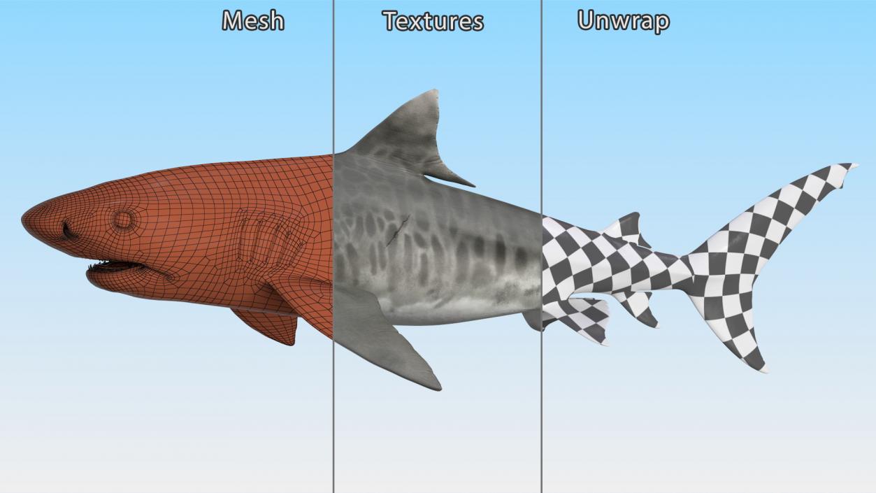 3D Tiger Shark 2 model