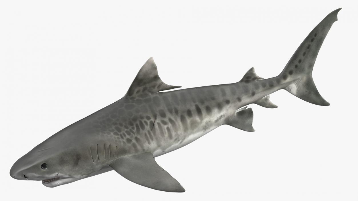 3D Tiger Shark 2 model