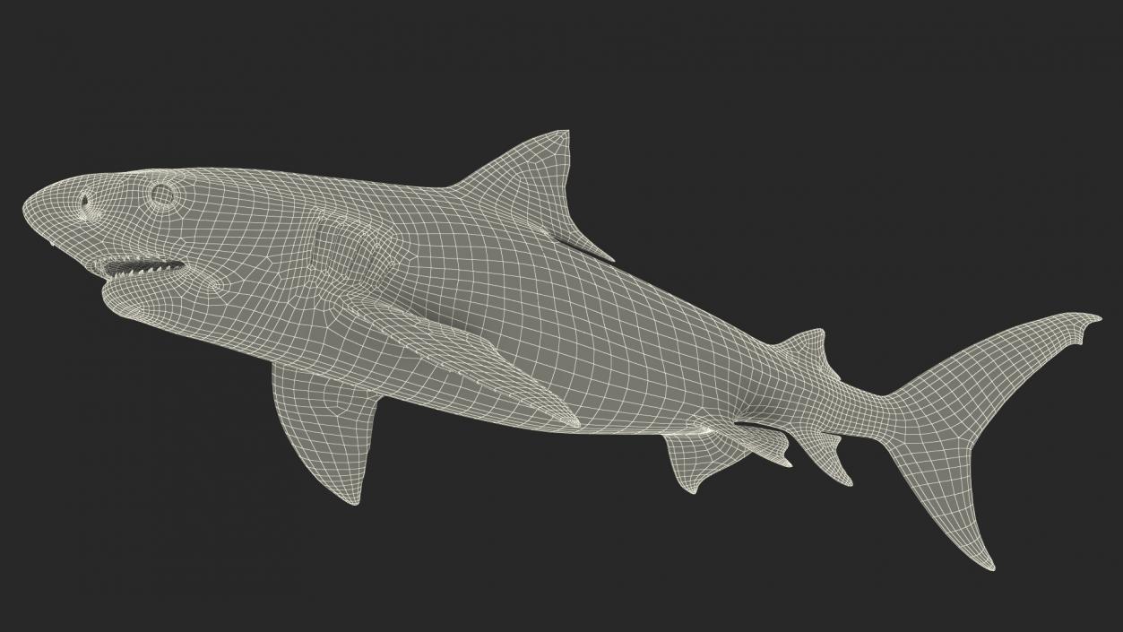 3D Tiger Shark 2 model