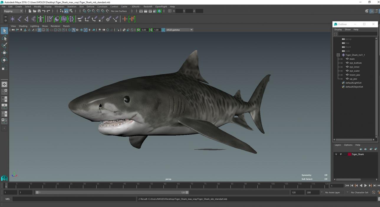 3D Tiger Shark 2 model