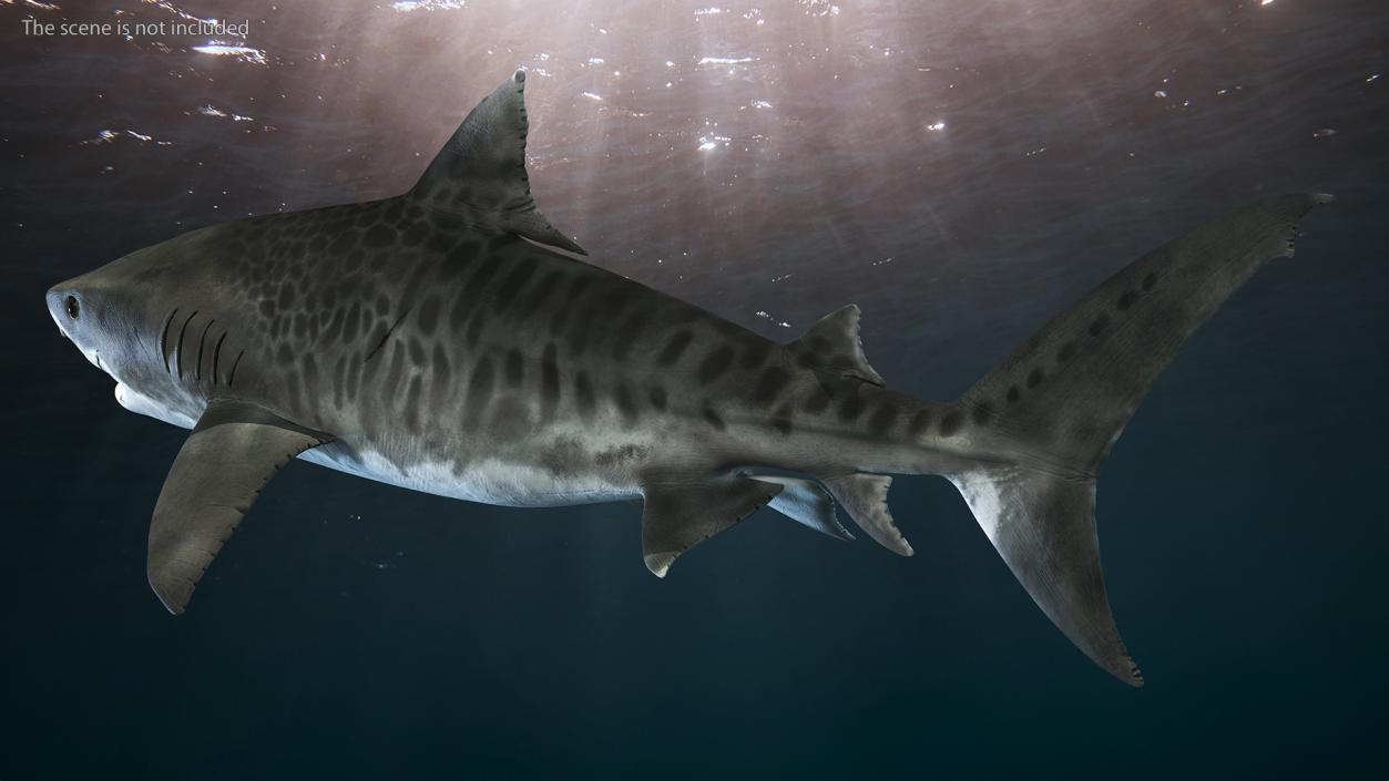 3D Tiger Shark 2 model