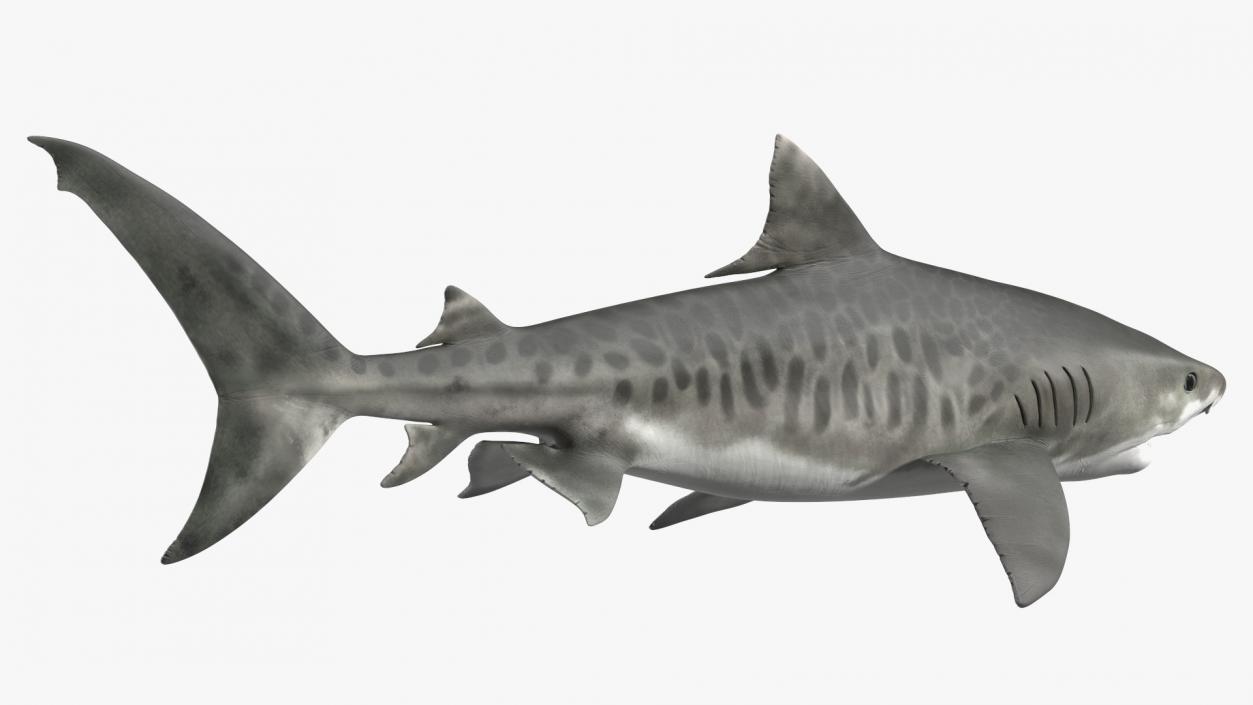 3D Tiger Shark 2 model