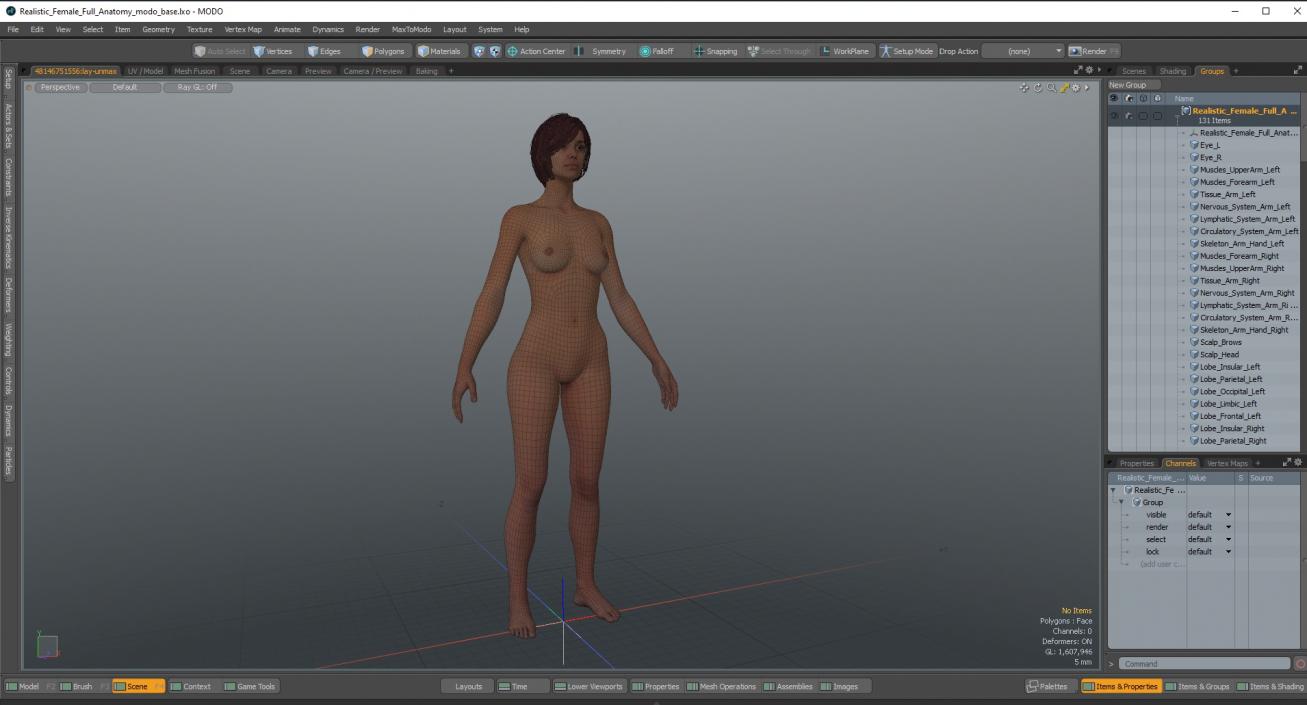 3D Realistic Female Full Anatomy 2