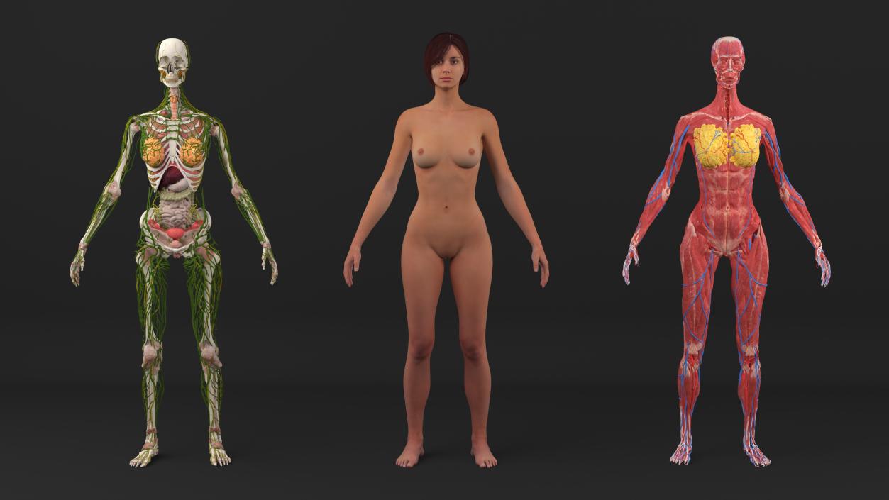 3D Realistic Female Full Anatomy 2