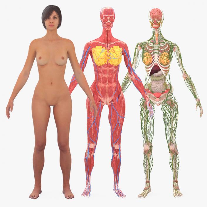 3D Realistic Female Full Anatomy 2