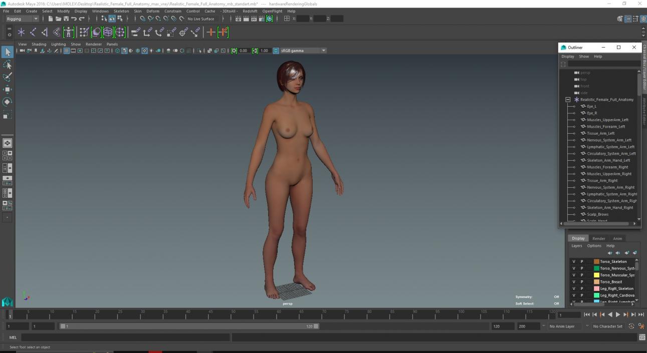 3D Realistic Female Full Anatomy 2